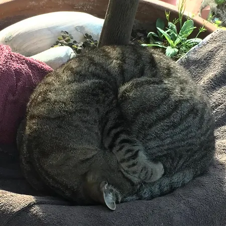 Poggio Magginga شقة Terricciola