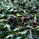 Poggio Magginga Terricciola