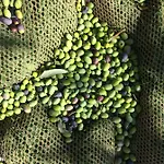 דירה Poggio Magginga Terricciola