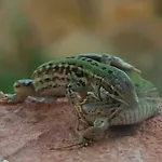 דירה Poggio Magginga *